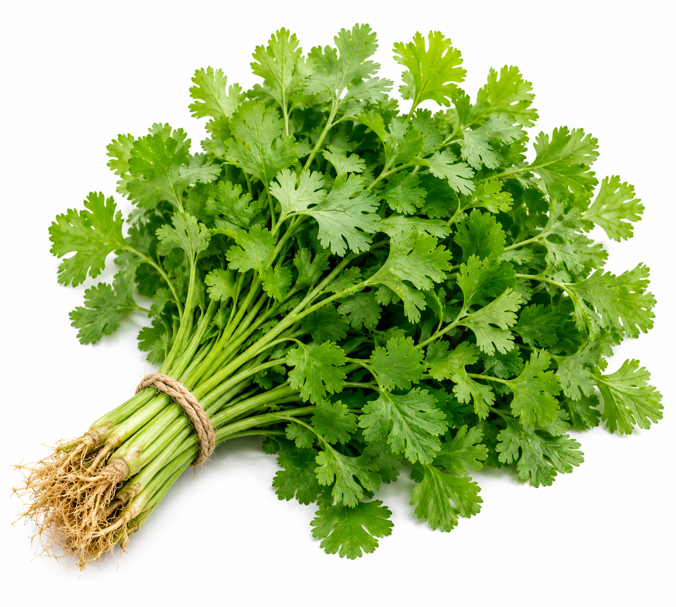 Coriander