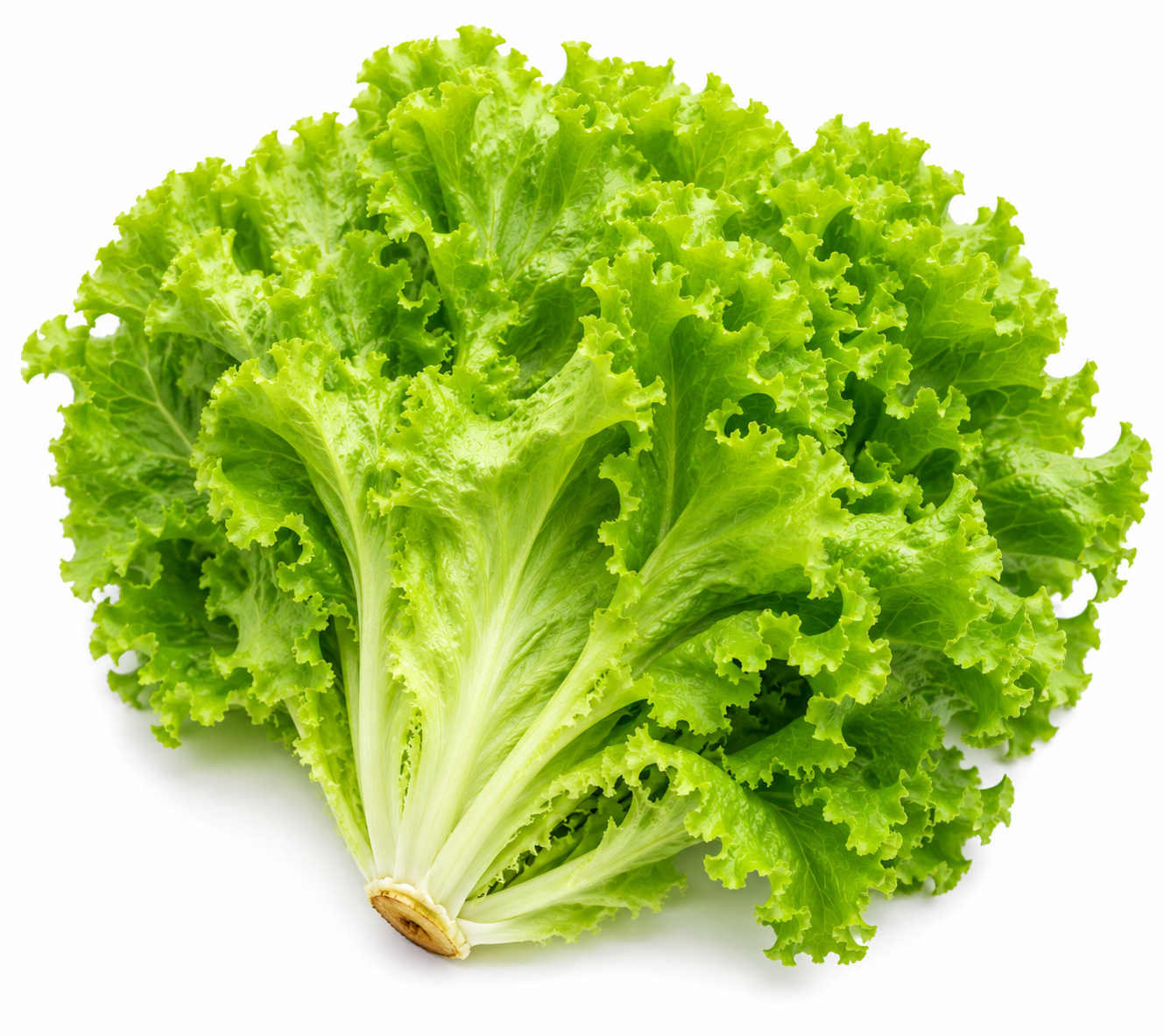 Lettuce